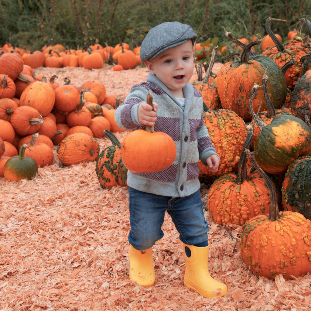 Little boy enjoying a pumpkin patch.